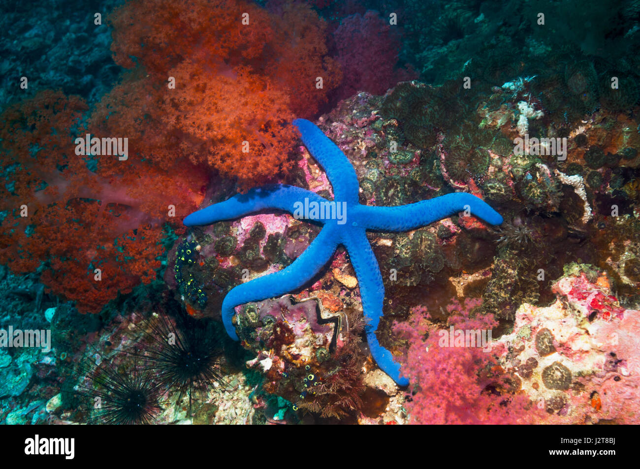 L'étoile bleue Linckia laevigata []. L'île de Malapascua, Cebu, Philippines. Banque D'Images