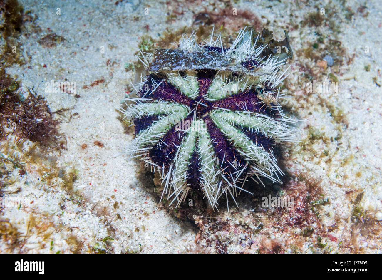 Oursin De Gateau Banque D Image Et Photos Alamy
