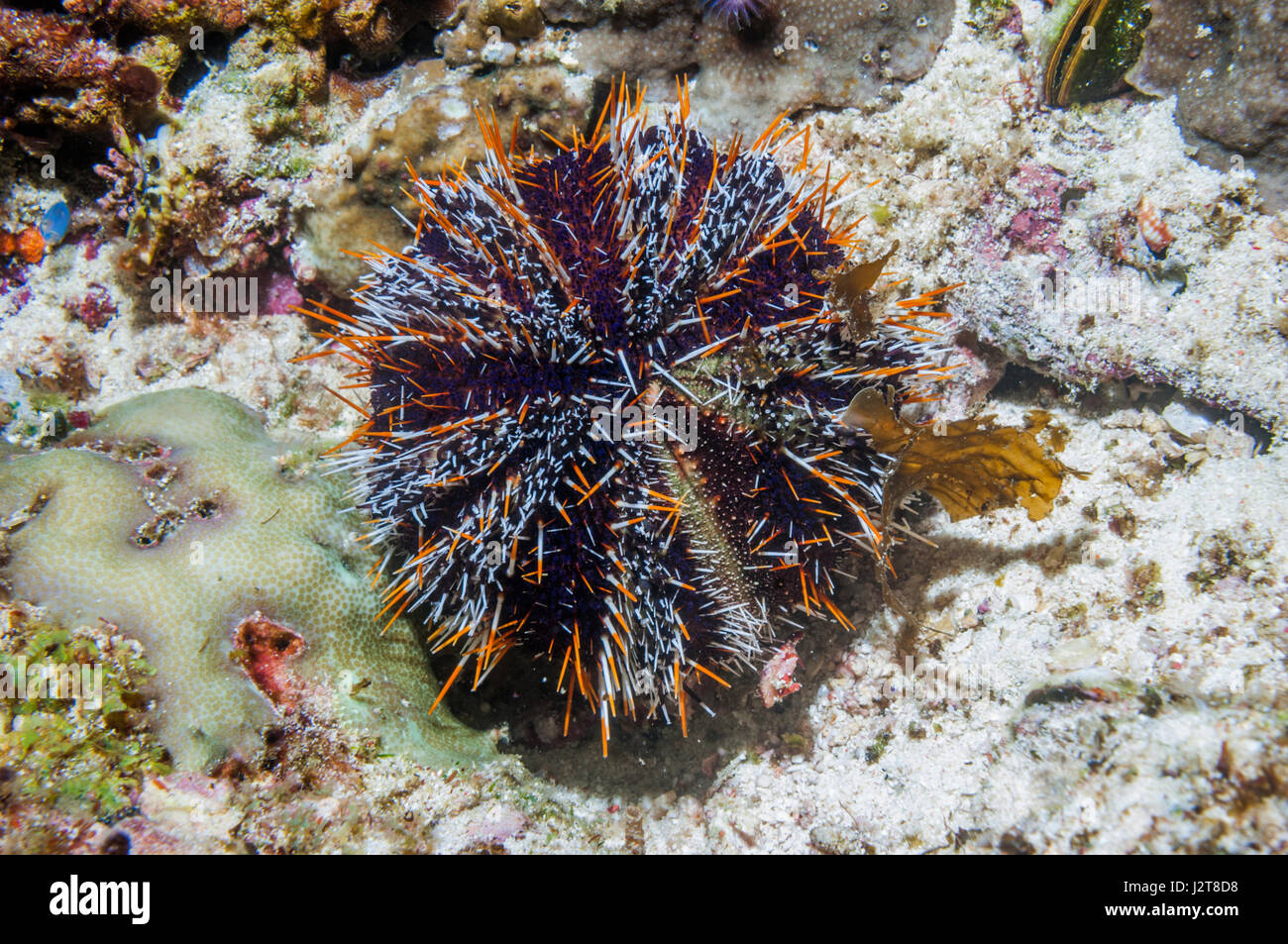 Oursin De Gateau Banque D Image Et Photos Alamy