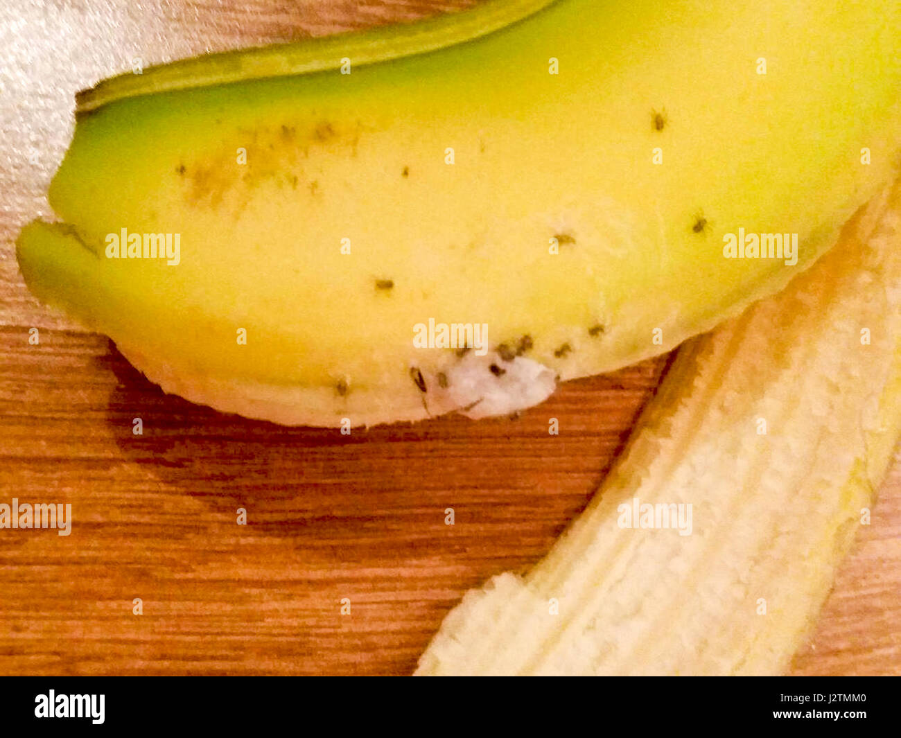 Gemma A Partir De La Stanley County Durham Avait Echappe De L Errance Du Bresil A Partir De L Araignee Banane Du Costa Rica Achete De L Asda Lundi Dernier Mardi Soir Gemma Avait