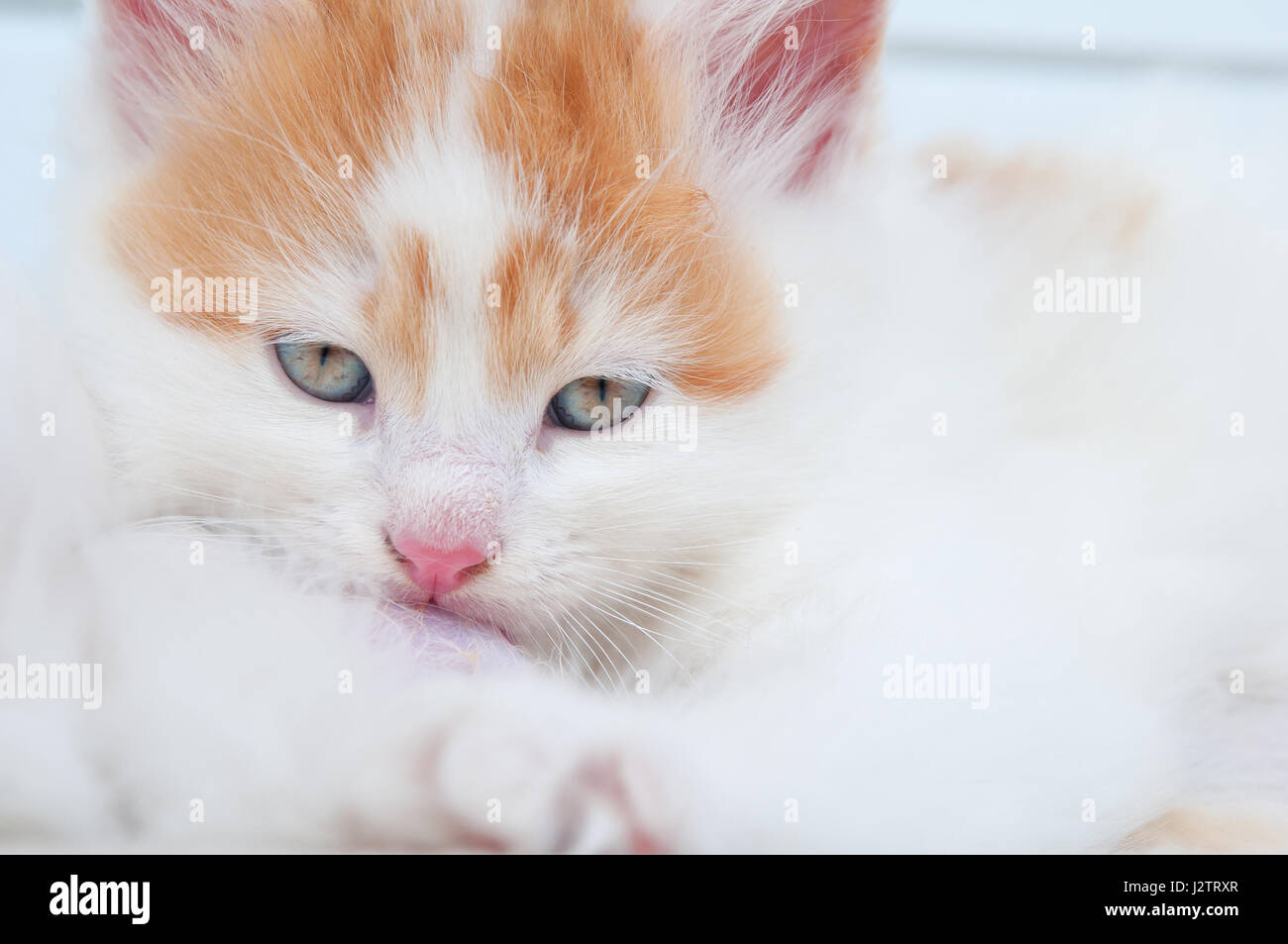 Chaton nouveau-né soins infirmiers cat Banque D'Images