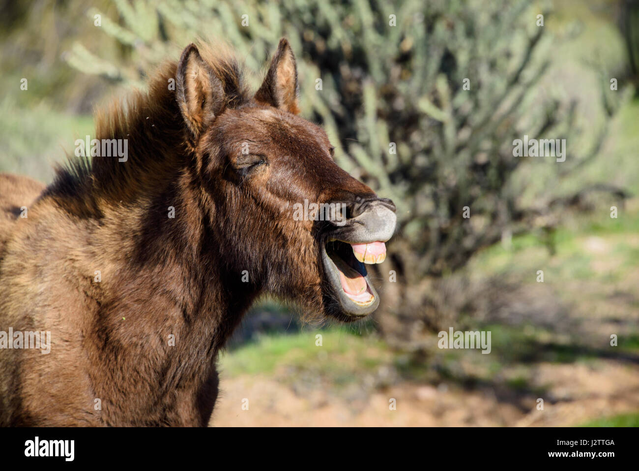 Les jeunes sauvages burro riant et montrant les dents. Partie d'une grande bande de chevaux sauvages résidant à l'extérieur de Phoenix, AZ Banque D'Images