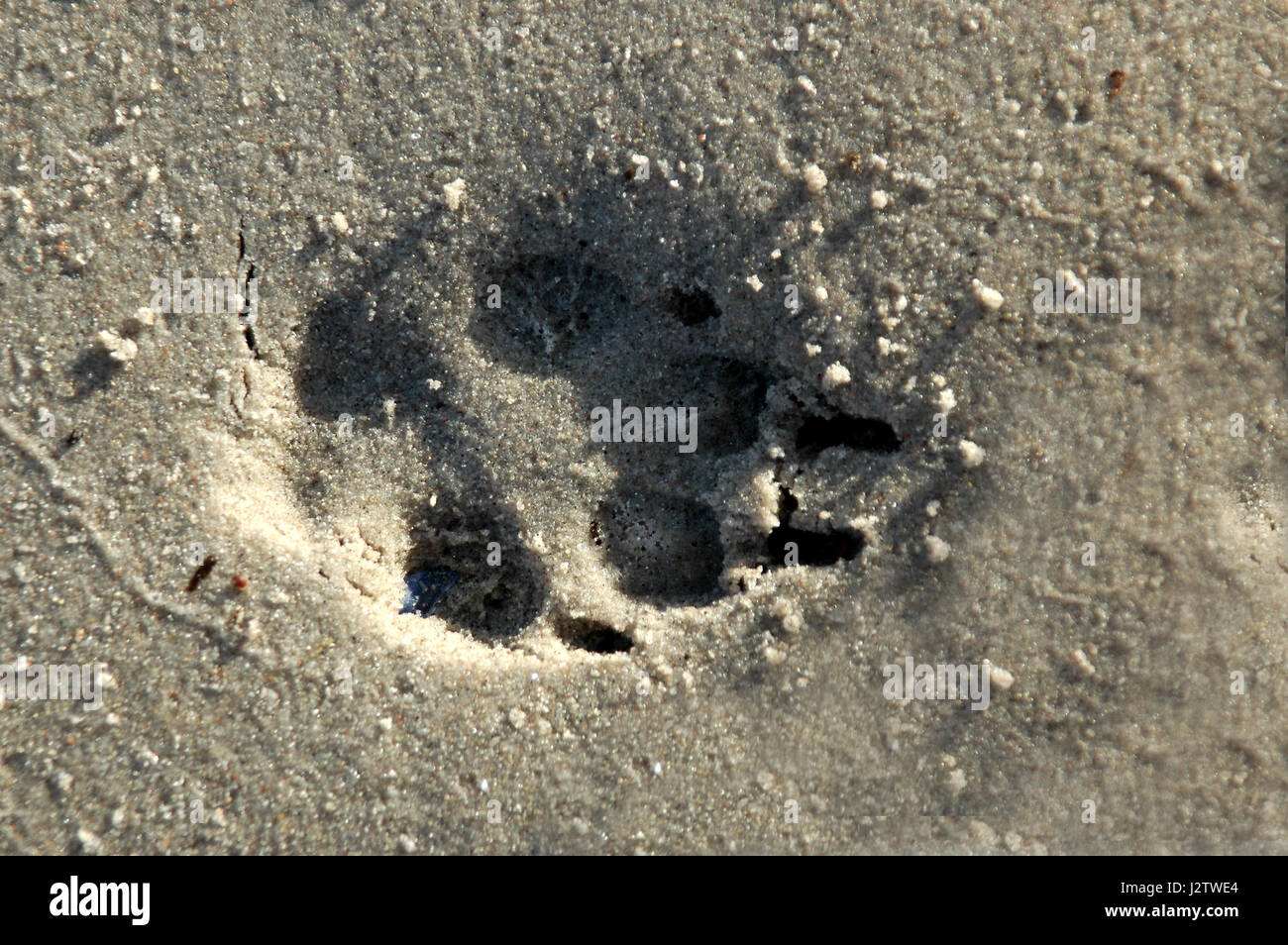 Dog paw print dans du sable humide. Banque D'Images