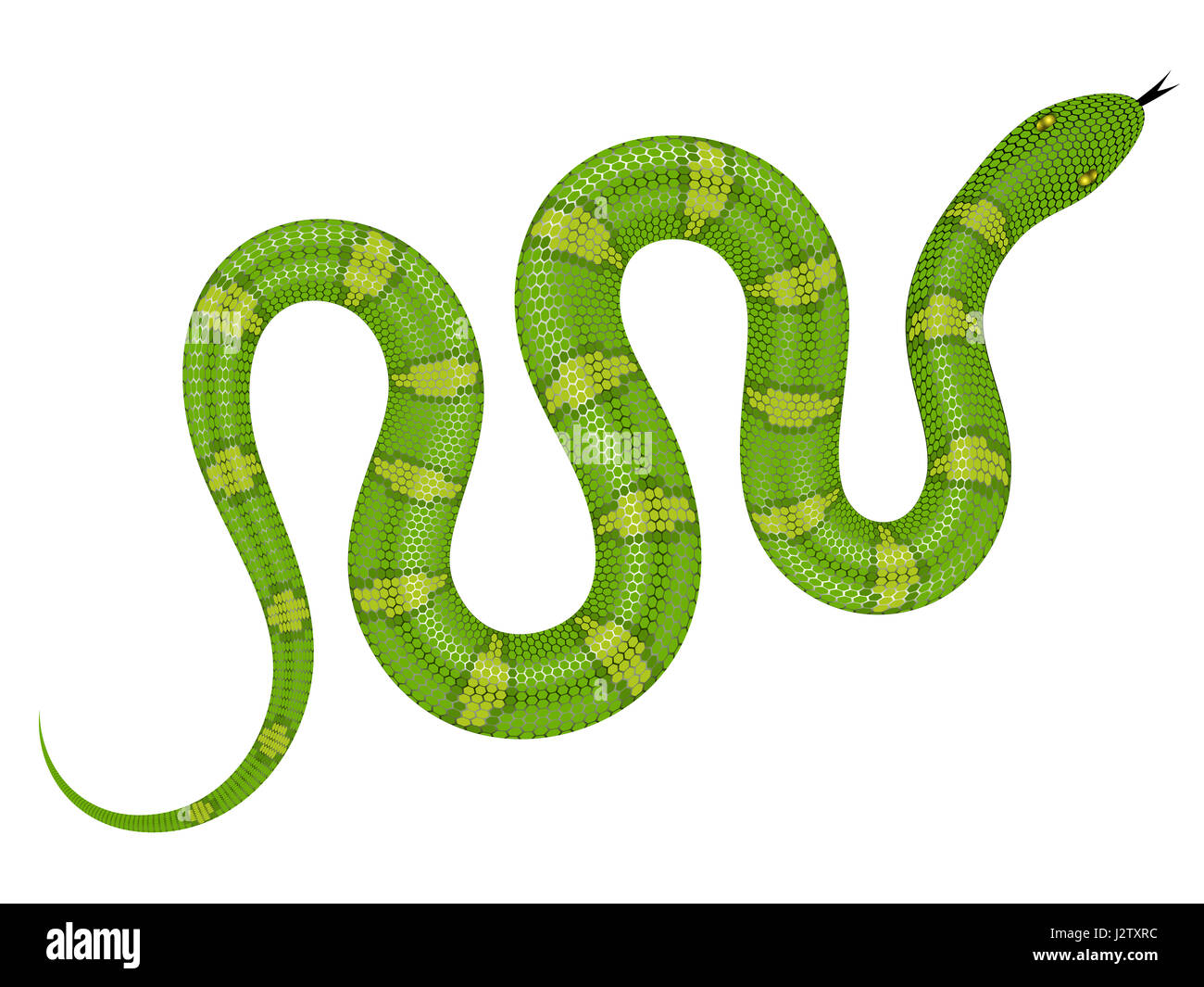 Serpent vert illustration. Serpent isolé sur fond blanc Banque D'Images