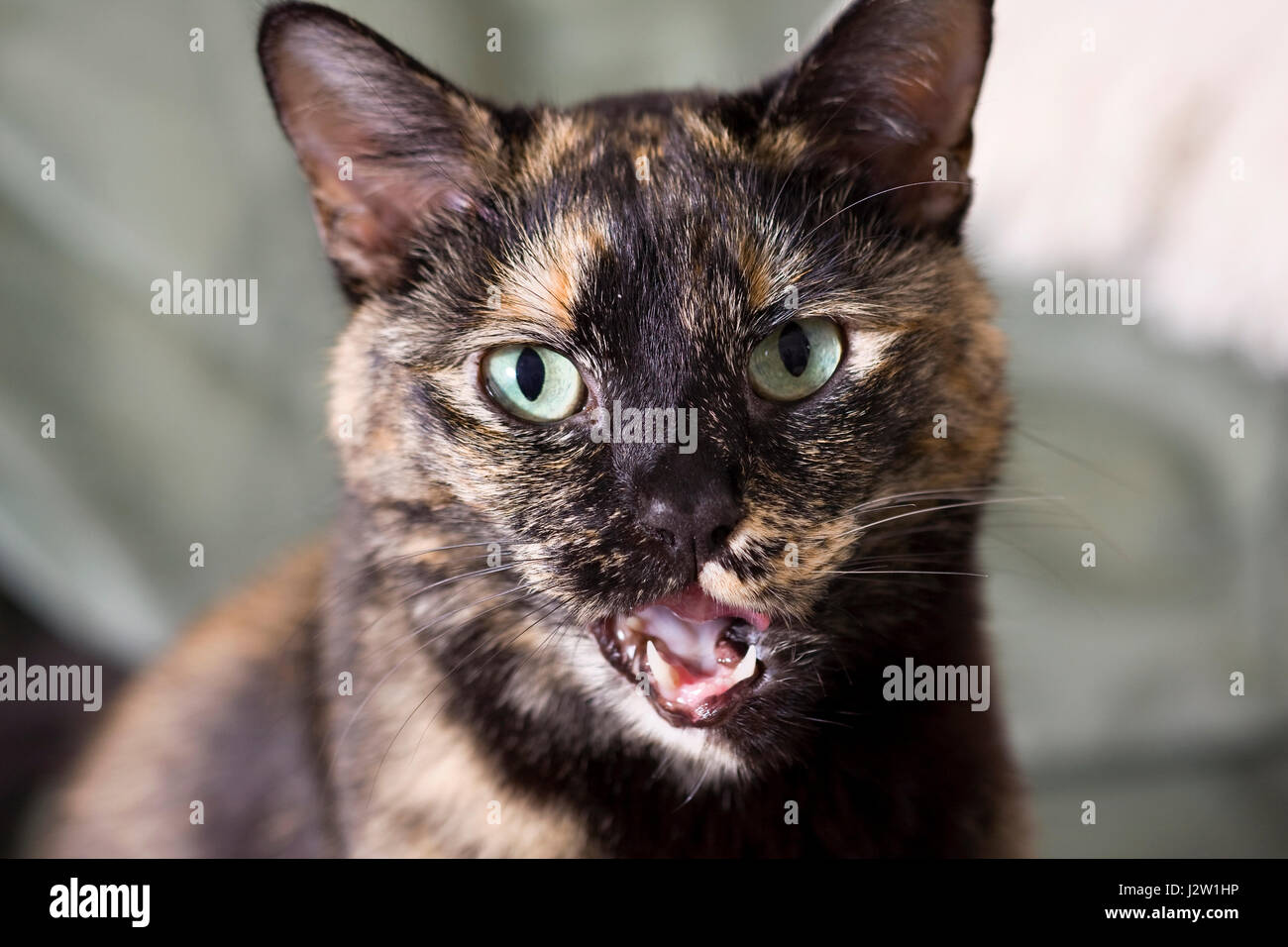 Portrait d'une femelle écaille ou bringé chat à directement à l'appareil photo avec sa bouche ouverte Banque D'Images