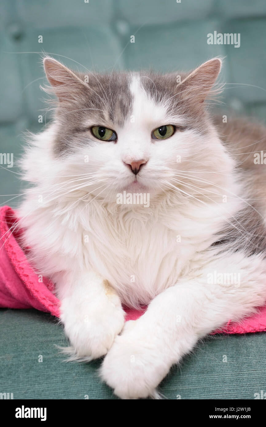 Annonces Anidonne Le Site D Annonces N1 Pour Donner