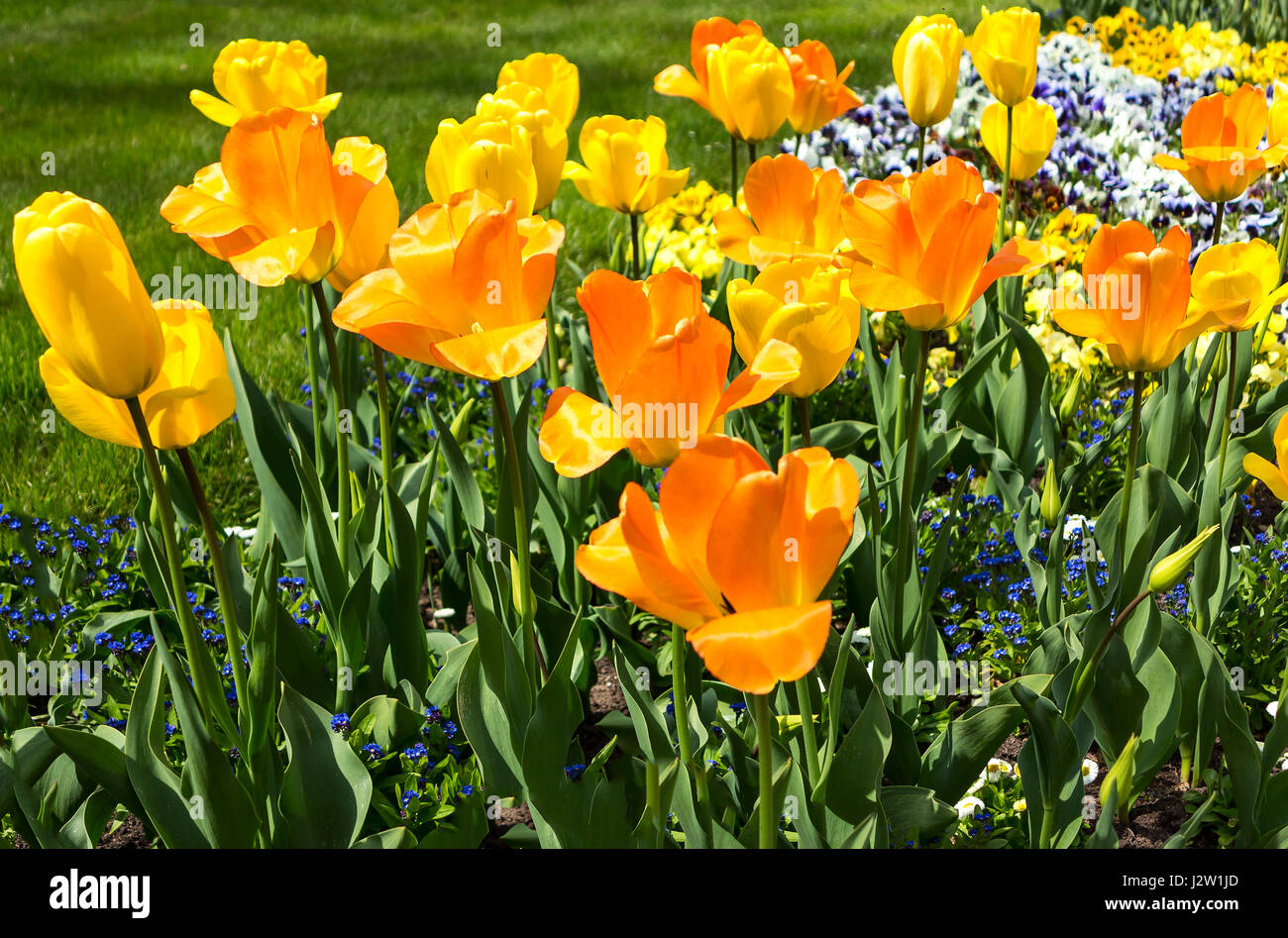 Golden Orange hauteur floraison de fleurs tulipes au printemps Banque D'Images