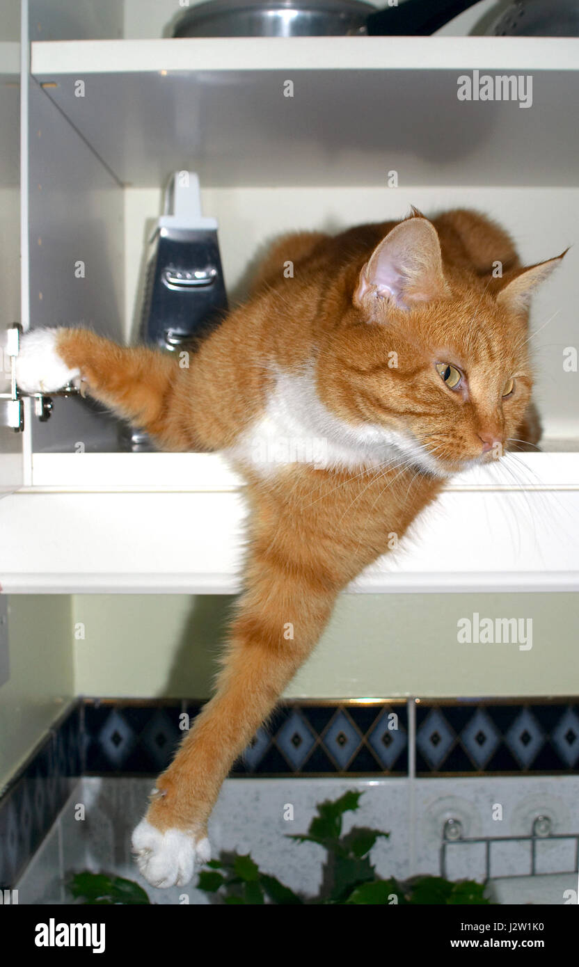 Le Gingembre Chat Felis Catus Reposant Sur La Tablette A Montage Mural Armoire De Cuisine Photo Stock Alamy