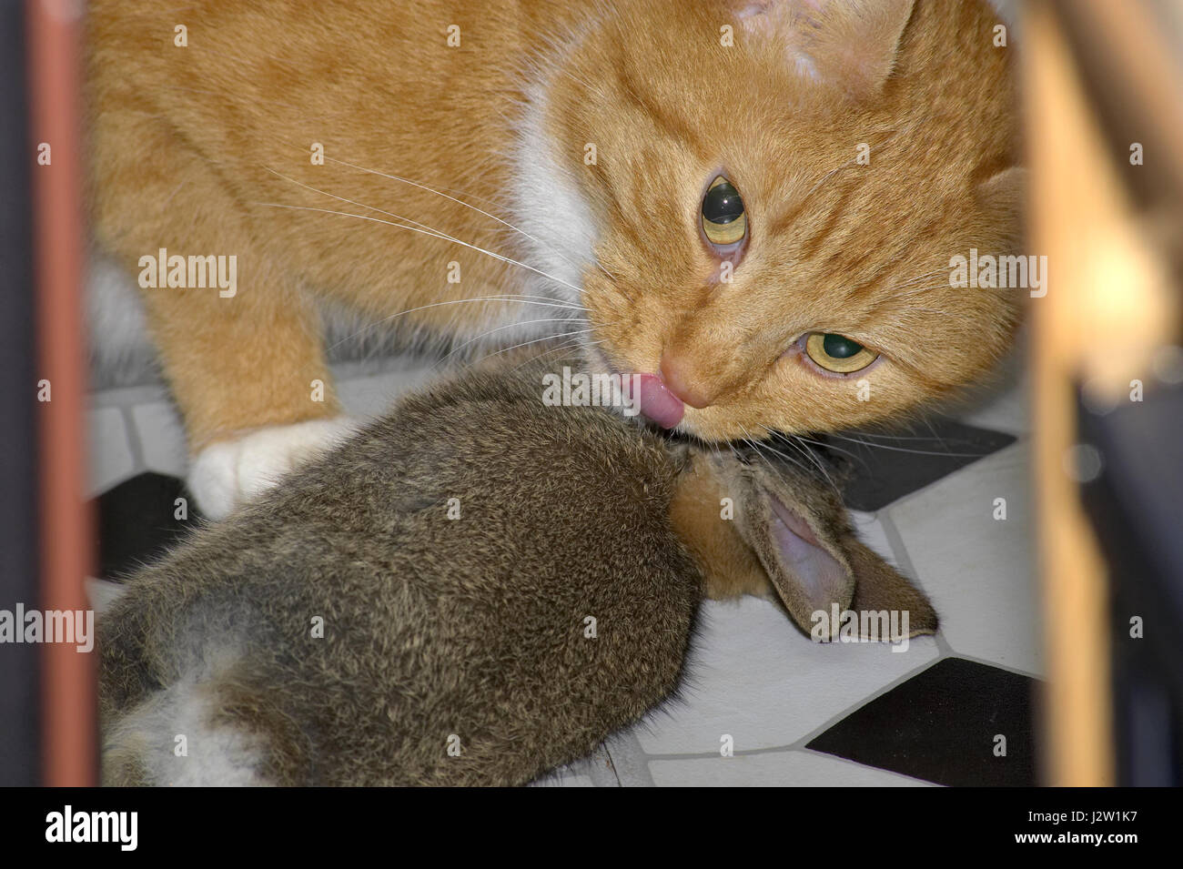 Animal domestique chat gingembre (Felis catus) lécher ses lèvres avec dead lapin (Oryctolagus cuniculus) qu'elle vient de prendre et portées à l'intérieur Banque D'Images