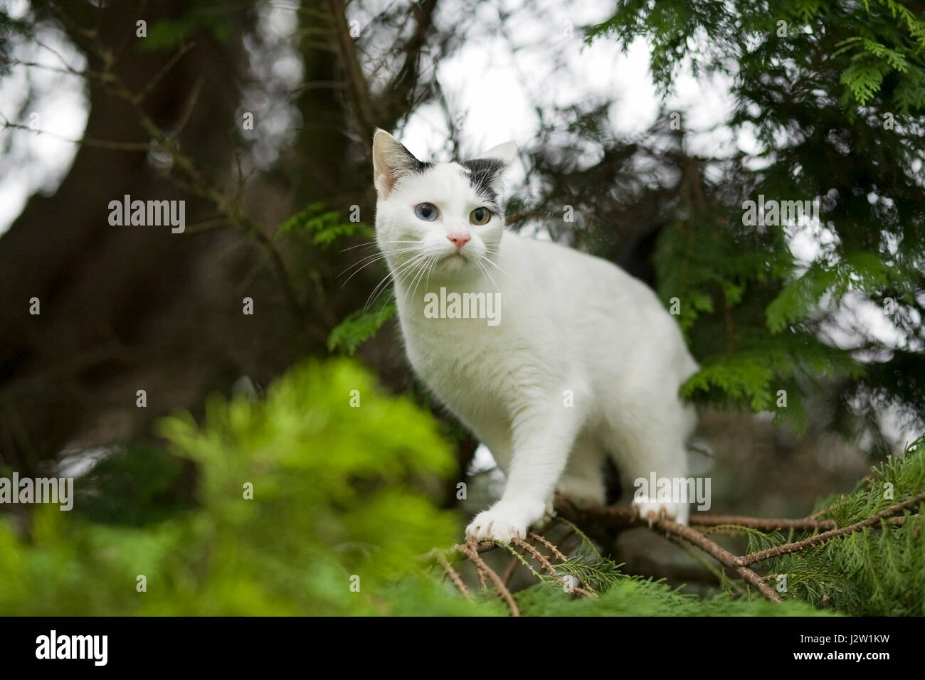 Les jeunes noirs et intérieur blanc shorthair chat avec des yeux de couleur étrange dans des branches de sapin Banque D'Images