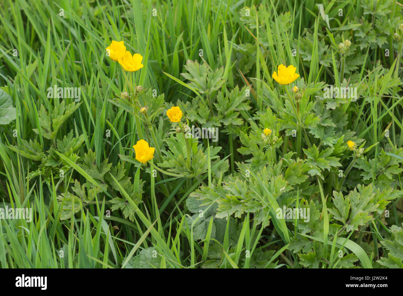 Fleurs et feuillages de la renoncule rampante / Ranunculus repens Photo  Stock - Alamy