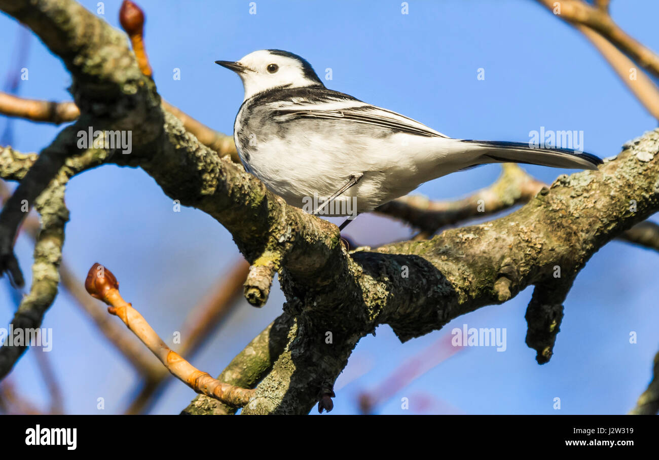 Pied femelle oiseau bergeronnette printanière (Motacilla alba yarrellii) en plumage d'hiver dans un arbre dans le West Sussex, Angleterre, Royaume-Uni. Banque D'Images