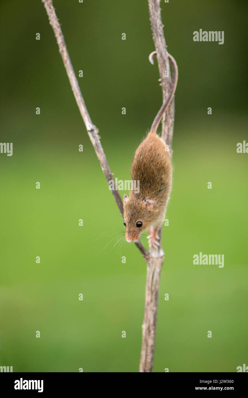 Micromys minutus (souris) sur tige de chardon cardère (Dipsacus fullonum) Banque D'Images