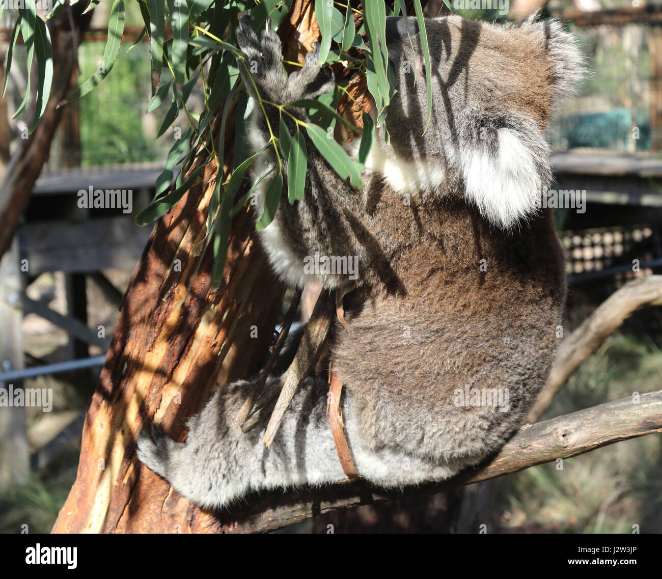 Koala à Phillip Island, Victoria, Australie le 10 mai 2016 Photo de Keith Mayhew Banque D'Images