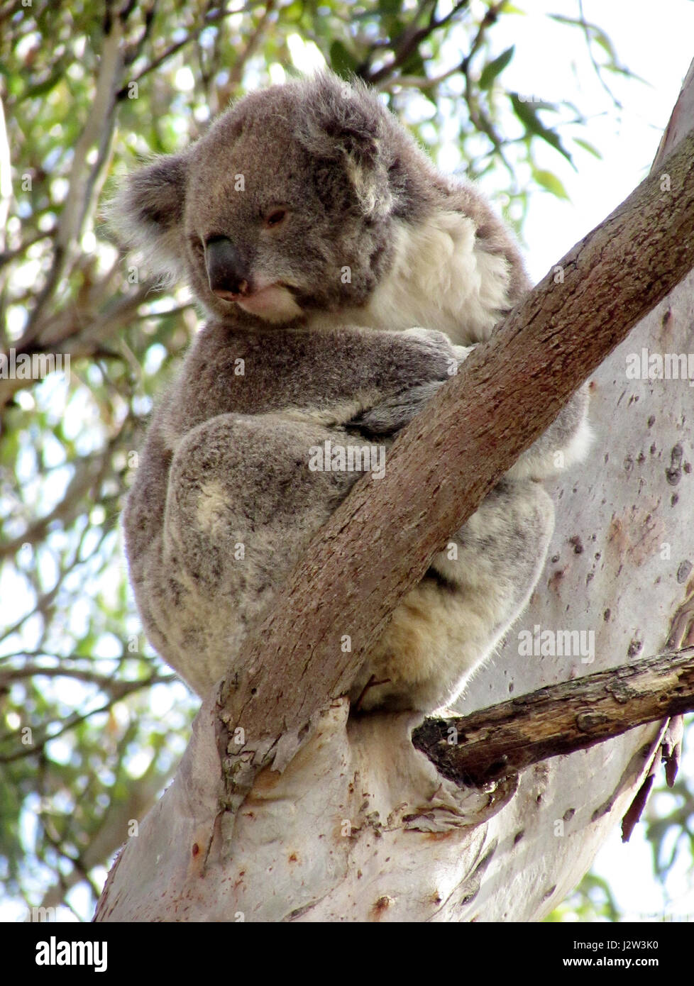 Koala à Phillip Island, Victoria, Australie le 10 mai 2016 Photo de Keith Mayhew Banque D'Images