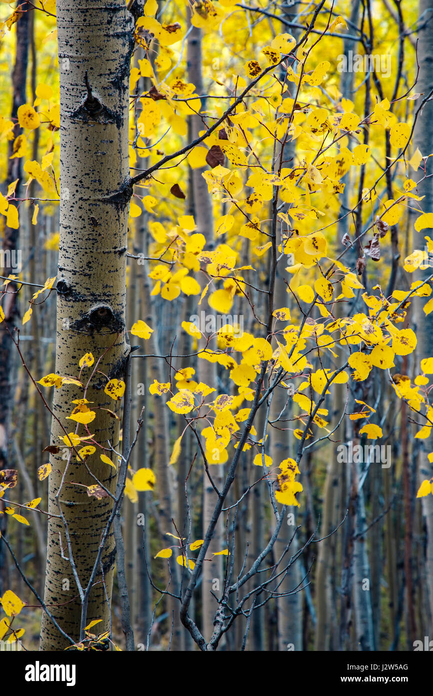 Les troncs des arbres et des feuilles de tremble en couleurs d'automne, le tremble Vista Trail, Santa Fe National Forest, Nouveau Mexique USA Banque D'Images