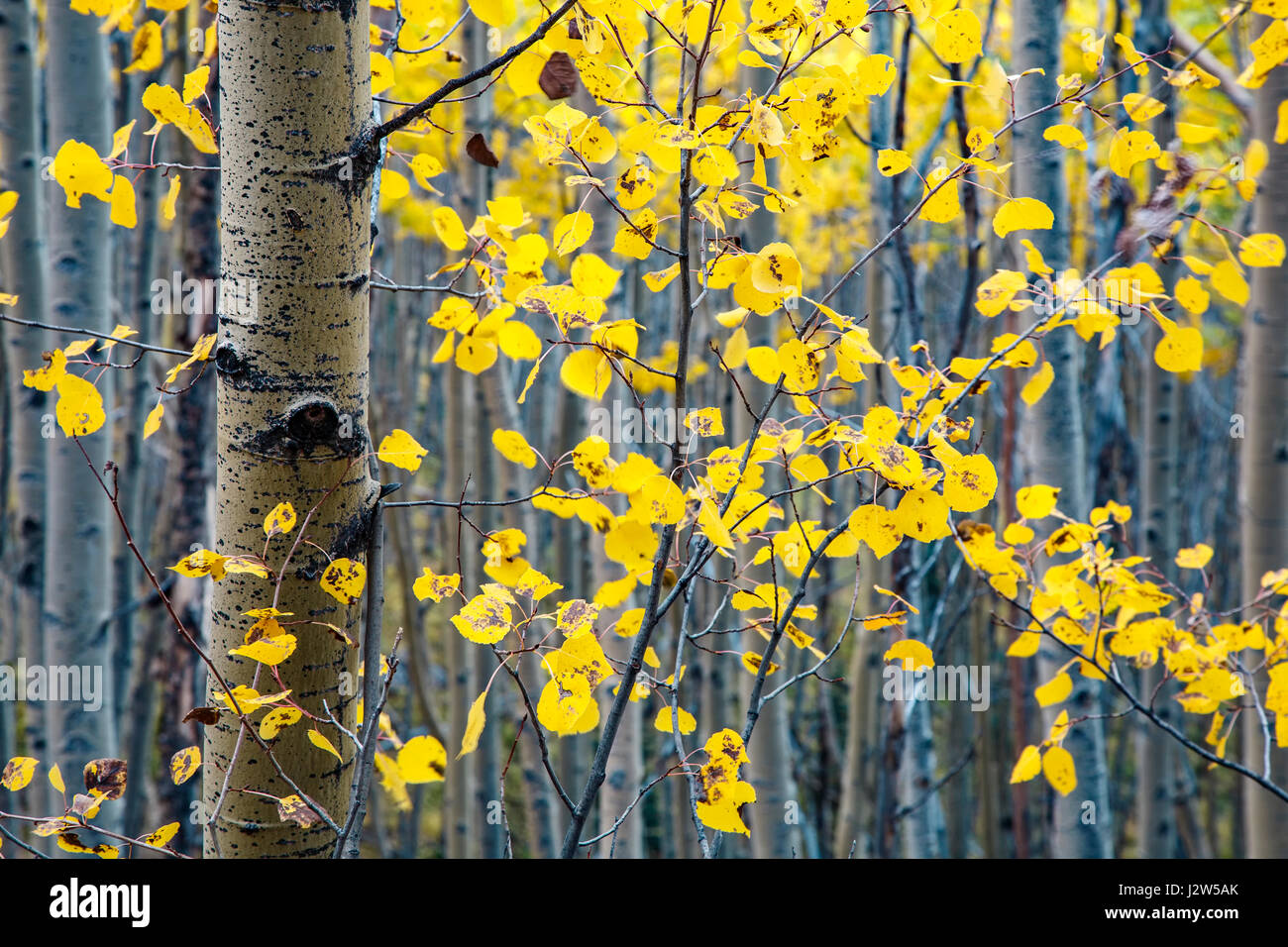 Les troncs des arbres et des feuilles de tremble en couleurs d'automne, le tremble Vista Trail, Santa Fe National Forest, Nouveau Mexique USA Banque D'Images
