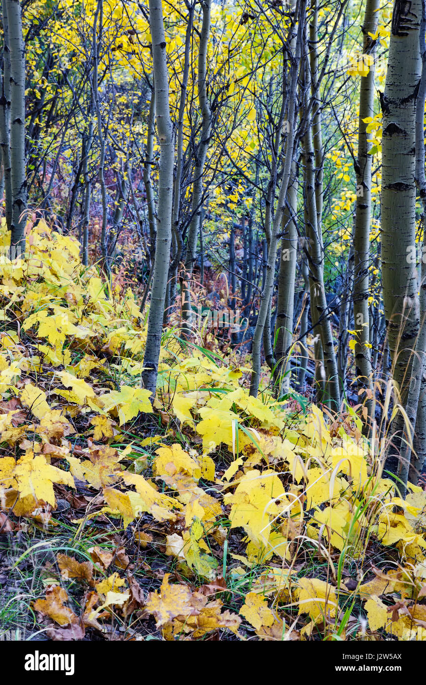 Des troncs d'Aspen et de feuilles mortes en couleurs d'automne, le tremble Vista Trail, Santa Fe National Forest, Nouveau Mexique USA Banque D'Images