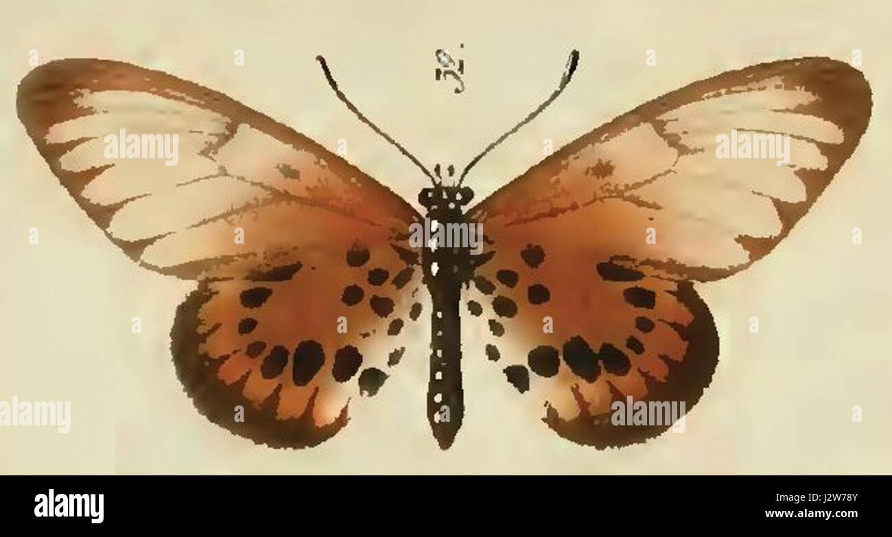 Le 32-Acraea masamba est une espèce de papillons appartenant à la famille des Nymphalidae. Il est originaire de certaines parties de l'Afrique et connu pour ses motifs d'ailes vibrants. Cette espèce est importante dans l'étude des lépidoptères et de la biodiversité africaine. Banque D'Images