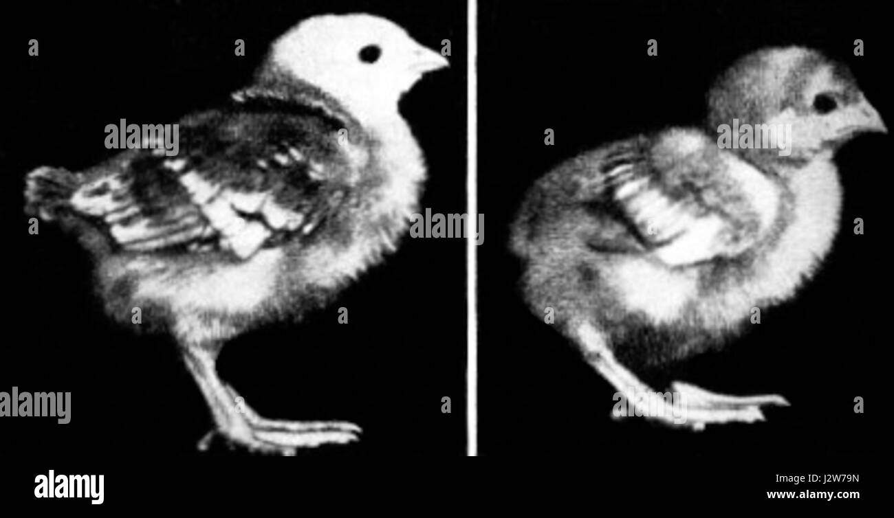 Il s'agit d'un diagramme comparatif montrant différentes formes ou mesures d'un emplume, possiblement liées à des plumes ou à des dessins de panplume. Banque D'Images