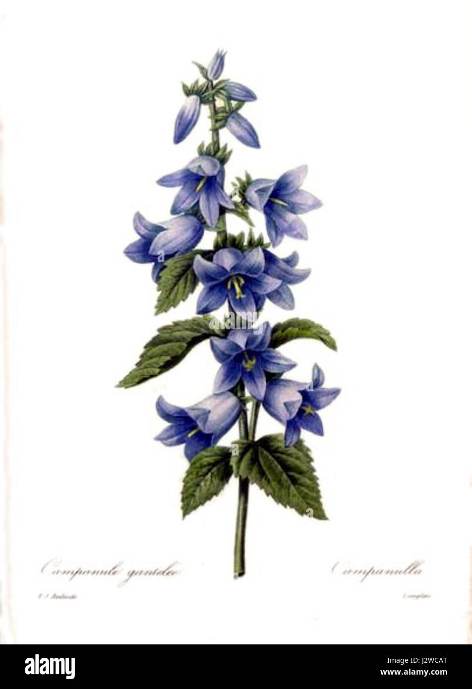 Campanula trachelium, communément connu sous le nom d'armoise de la gorge, est une espèce de plante à fleurs. Cette plante est reconnue pour ses fleurs violettes en forme de cloche et son habitat dans les régions tempérées. Banque D'Images