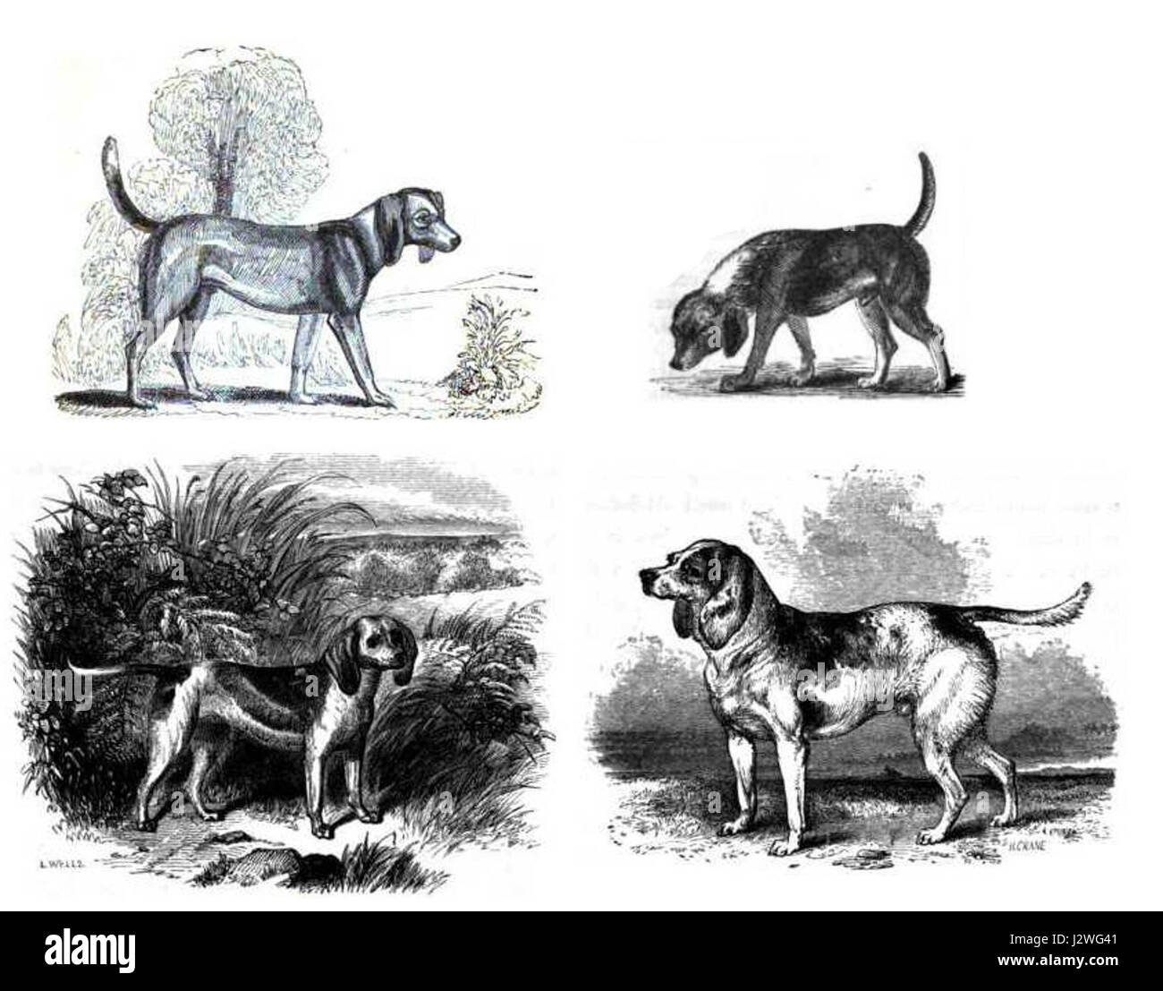 Le terme « 4-beagles » fait probablement référence à un groupe ou une race de beagles, une race de petit chien connu pour ses capacités de chasse. Le Beagle est une race populaire pour la compagnie et les activités sportives. Banque D'Images Le terme « 4-beagles » fait probablement référence à un groupe ou une race de beagles, une race de petit chien connu pour ses capacités de chasse. Le Beagle est une race populaire pour la compagnie et les activités sportives. Banque D'Images