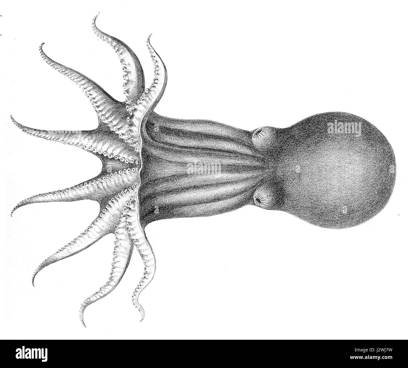 Benthelodone rotunda est une espèce d'invertébrés marins, appartenant à l'ordre Octopoda, connue pour sa forme ronde et son habitat en haute mer. Banque D'Images