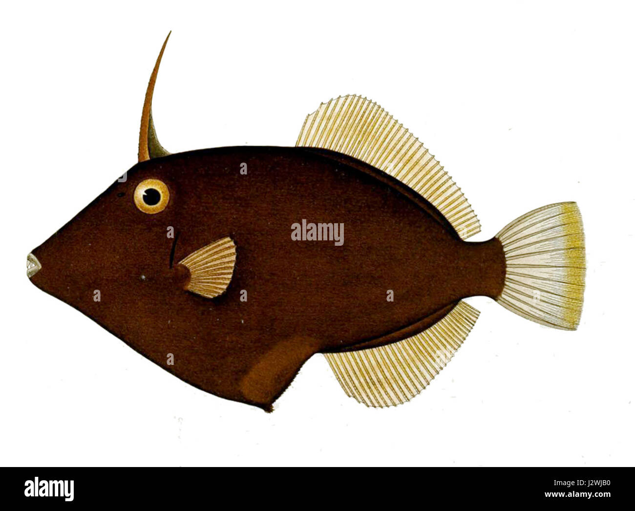 Cantherhines pardalis, également connu sous le nom de filaire tacheté, est une espèce de poisson trouvée dans la région Indo-Pacifique. Il est reconnu pour son apparence et son comportement uniques, que l'on trouve couramment dans les récifs coralliens et les eaux côtières. Banque D'Images