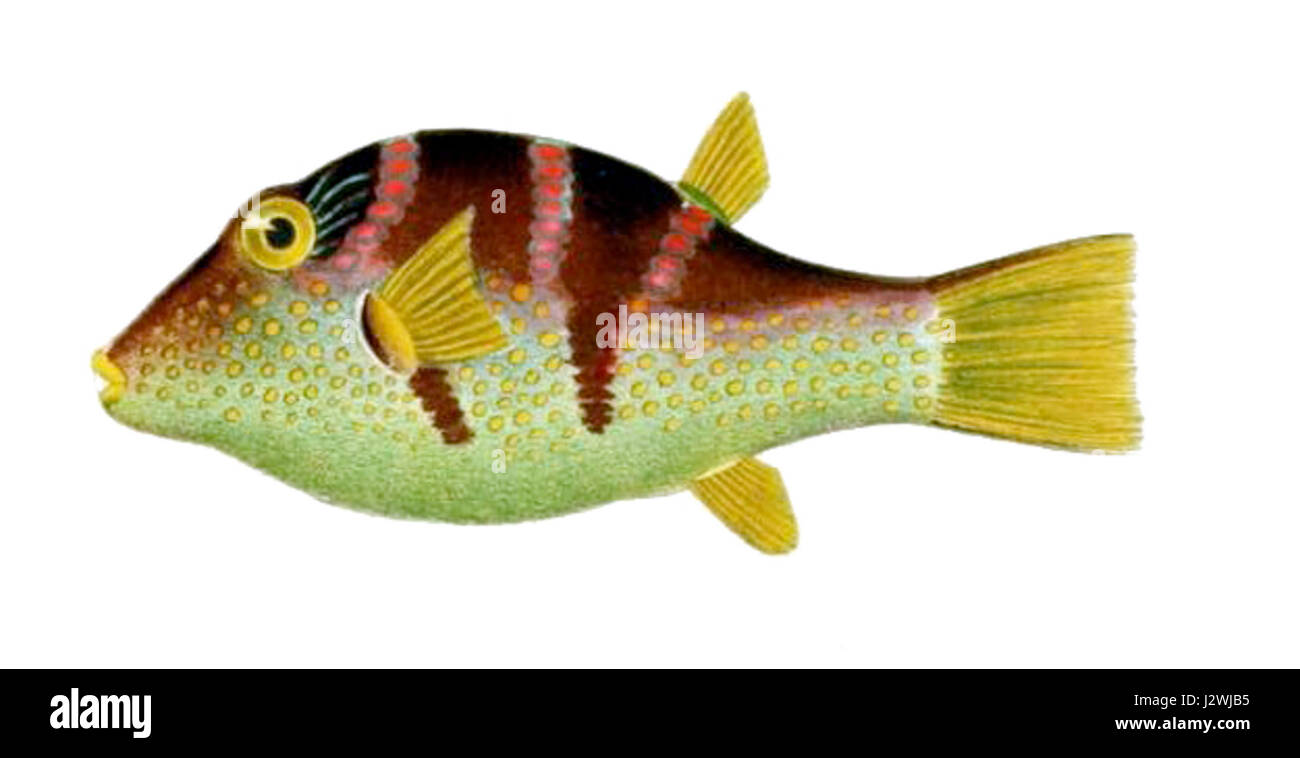 Canthigaster valentini1 Banque D'Images