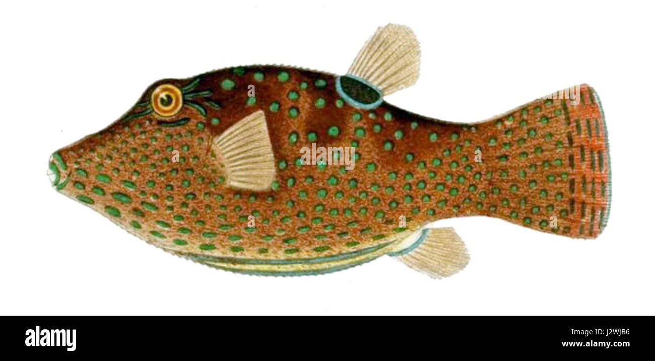Canthigaster solandri est une espèce de poisson-poule que l'on trouve dans la région Indo-Pacifique. Connu pour son aspect unique et son mécanisme défensif, il est souvent trouvé dans les récifs coralliens, où il habite les eaux peu profondes. Banque D'Images