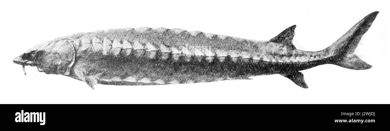 Acipenser sturio1 Banque D'Images