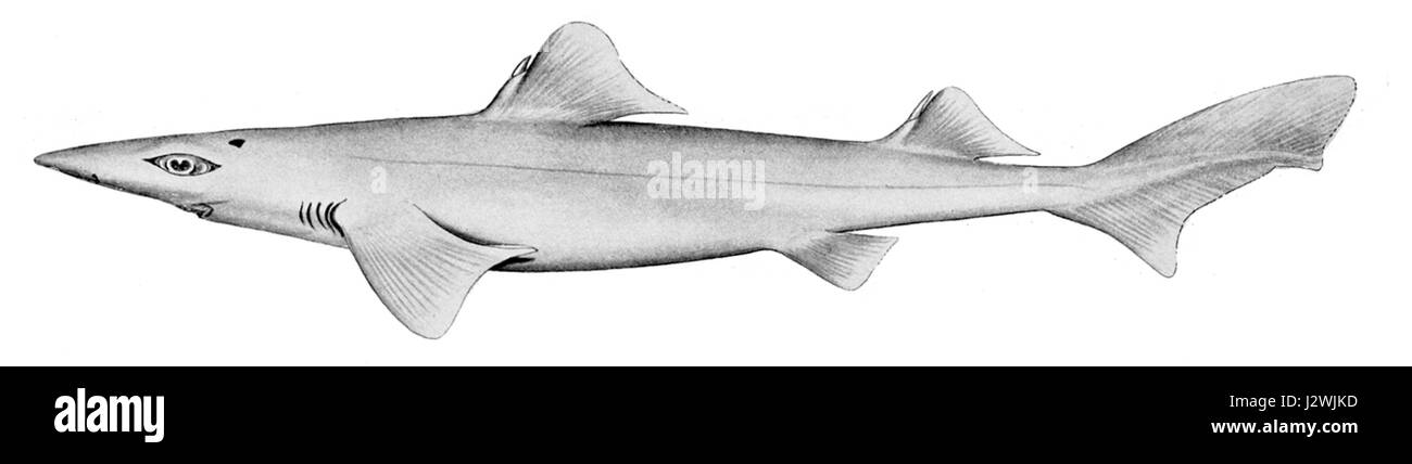 Centrophorus harrissoni Banque D'Images