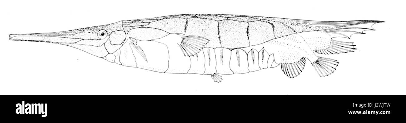 Centriscus cristatus Banque D'Images