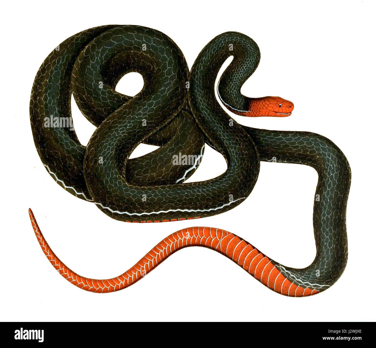 Calliophis bivirgatus, communément appelé serpent corallien à deux bandes, est une espèce venimeuse originaire d'Asie du Sud-est. La référence de 1916 indique une étude ou une observation précoce de ce serpent. Banque D'Images