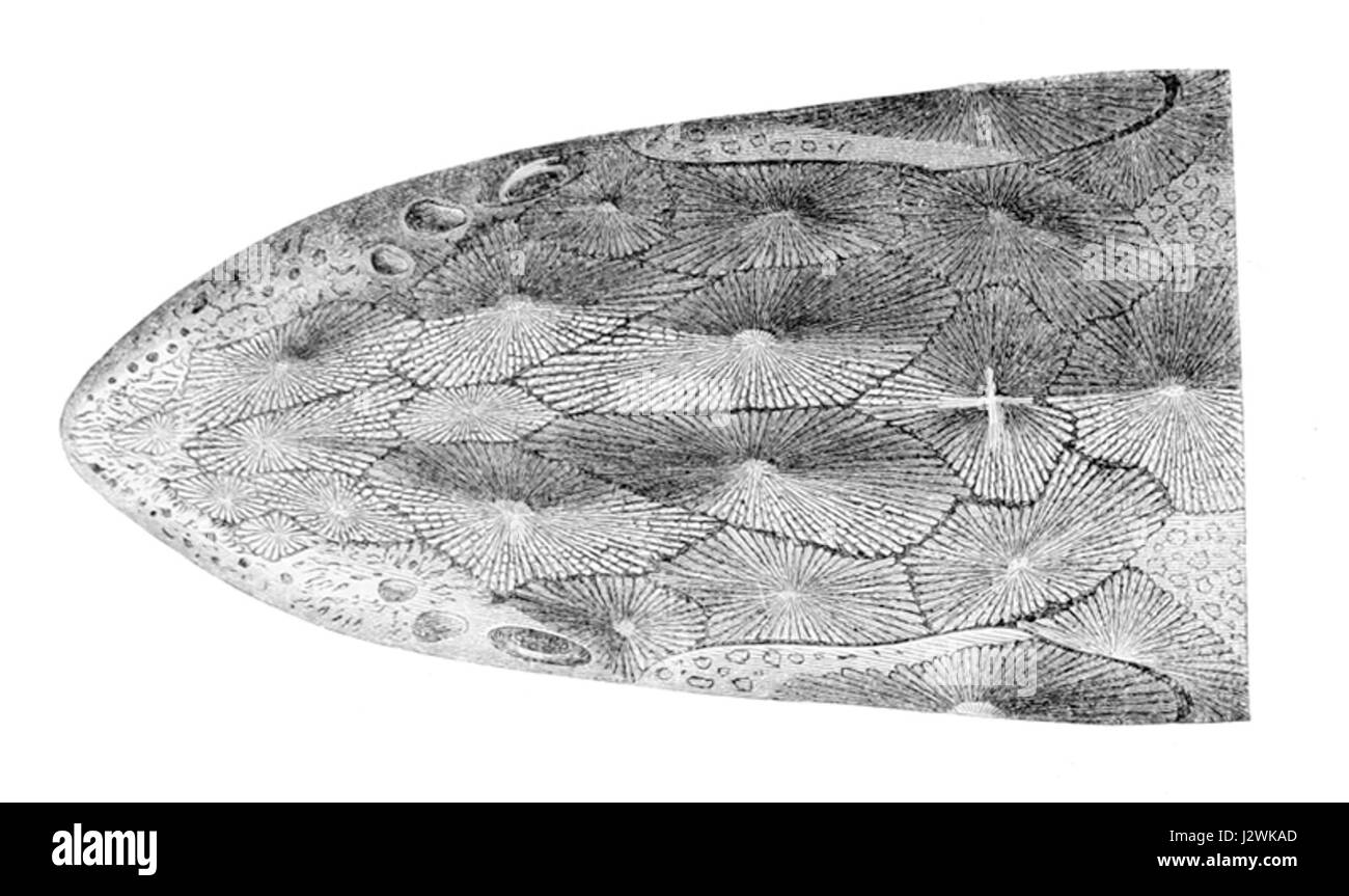 Acipenser naccarii, communément appelé esturgeon de l'Adriatique, est une espèce en danger critique d'extinction originaire de la mer Adriatique. Cette image se concentre sur la tête du poisson, montrant ses caractéristiques telles que le long museau pointu et le corps blindé, qui sont distincts chez les espèces d'esturgeons. Banque D'Images