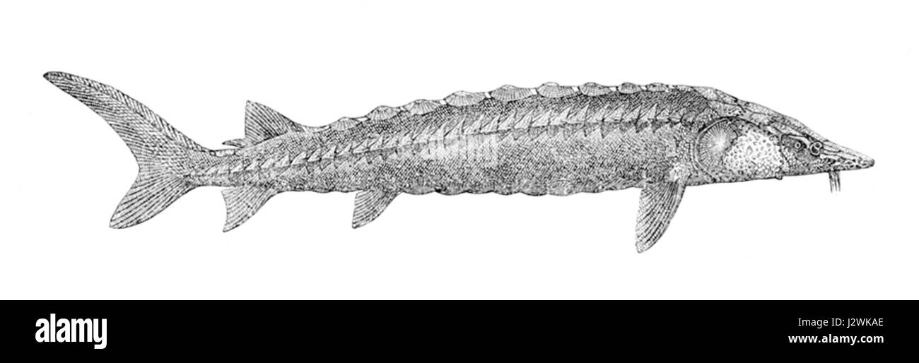 Acipenser sturio, communément appelé esturgeon européen, est une espèce de poisson originaire de l'océan Atlantique et des rivières d'Europe. Il est connu pour sa grande taille et ses scutes osseuses distinctives le long de son corps, et a été répertorié comme en voie de disparition en raison de la surpêche et de la perte d'habitat. Banque D'Images