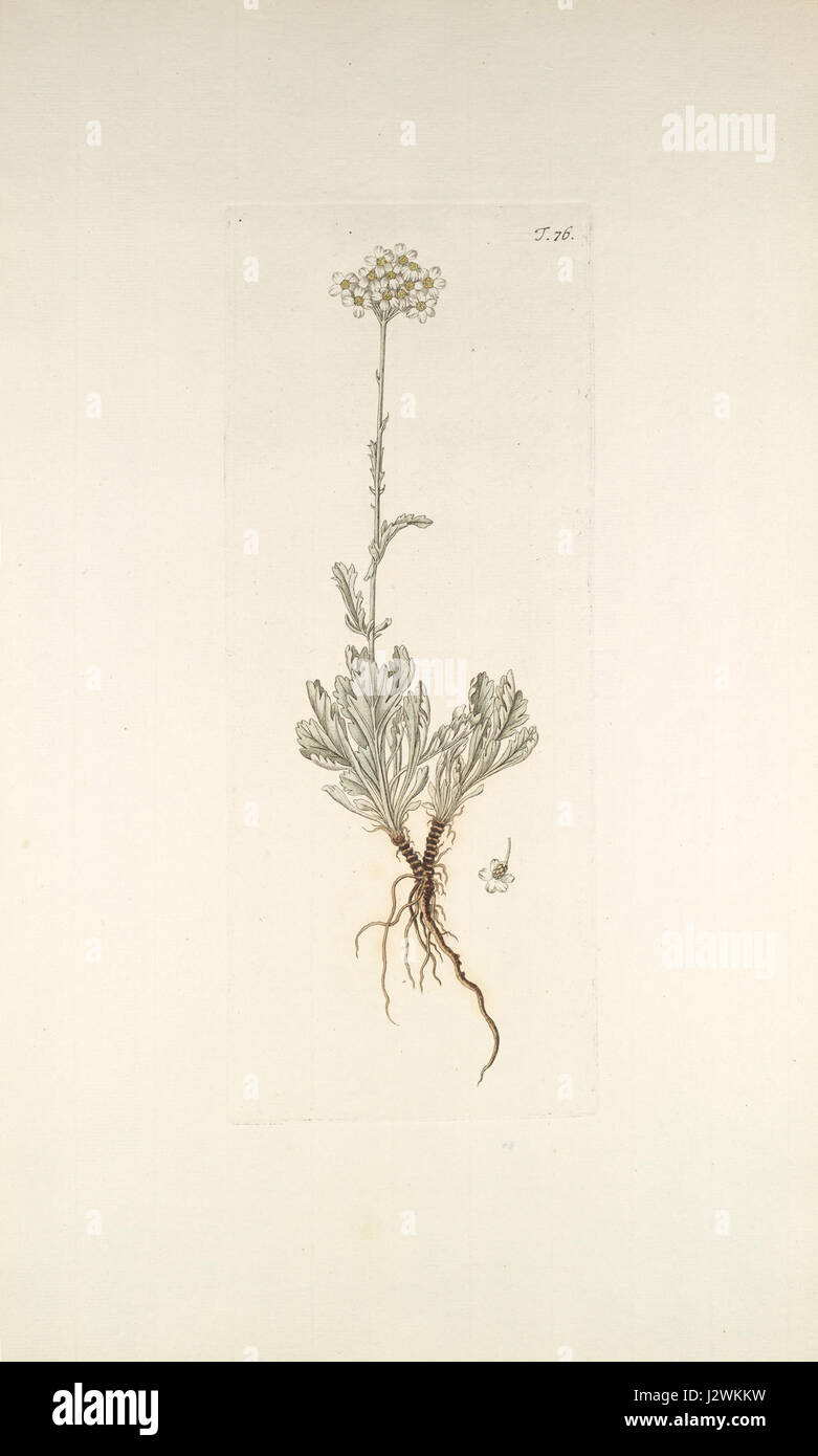 Achillea clavennae, communément connu comme un type de verruelle, est une espèce végétale connue pour ses propriétés médicinales et son utilisation dans les remèdes traditionnels à base de plantes. Il est originaire de diverses régions. Banque D'Images Achillea clavennae, communément connu comme un type de verruelle, est une espèce végétale connue pour ses propriétés médicinales et son utilisation dans les remèdes traditionnels à base de plantes. Il est originaire de diverses régions. Banque D'Images