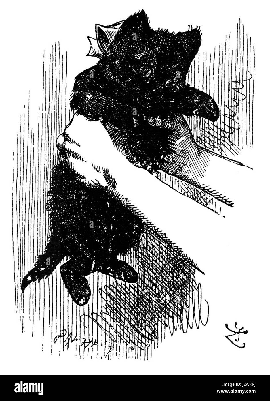 Chaton noir Banque D'Images Chaton noir Banque D'Images