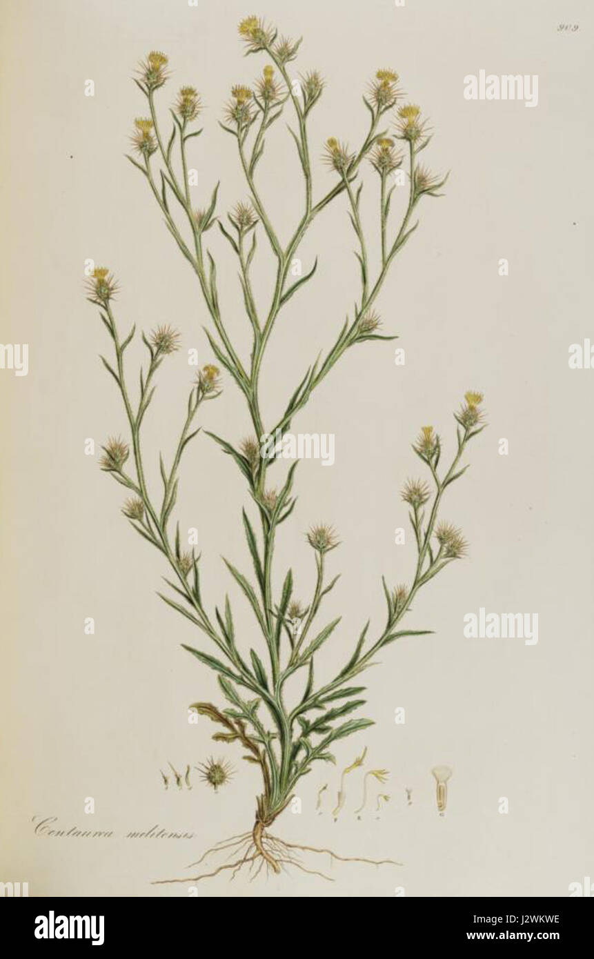 Centaurea melitensis, également connu sous le nom de chardon étoilé maltais, est une espèce végétale originaire de la région méditerranéenne. Il est reconnu pour son aspect épineux distinctif et ses fleurs violettes, souvent trouvées dans les zones sèches et rocheuses. Banque D'Images