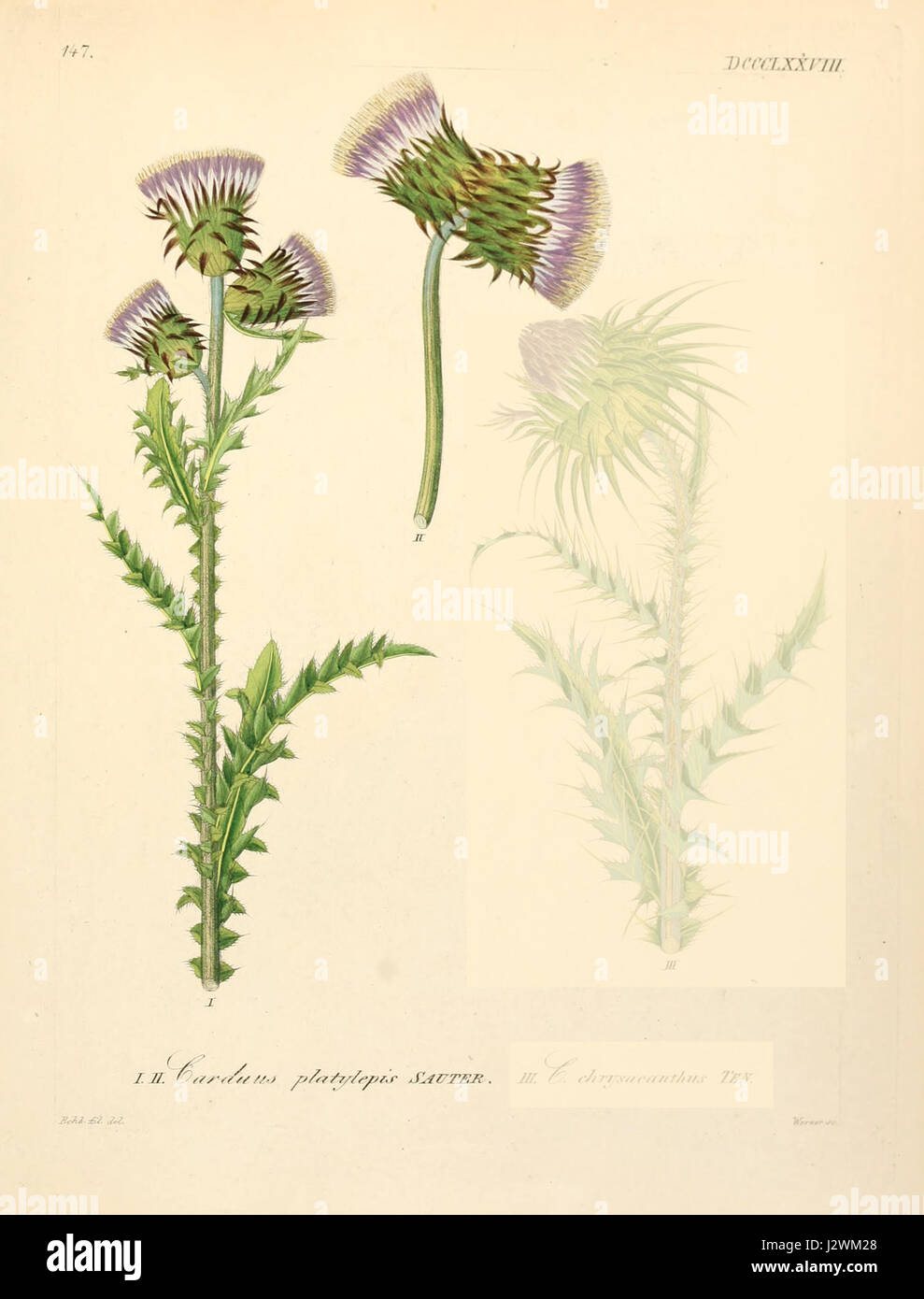 *Carduus nutans ssp platylepis* est une sous-espèce du chardon, connue pour son aspect distinctif. On le trouve dans des régions spécifiques et joue un rôle dans les écosystèmes locaux, fournissant des ressources à divers pollinisateurs. Banque D'Images