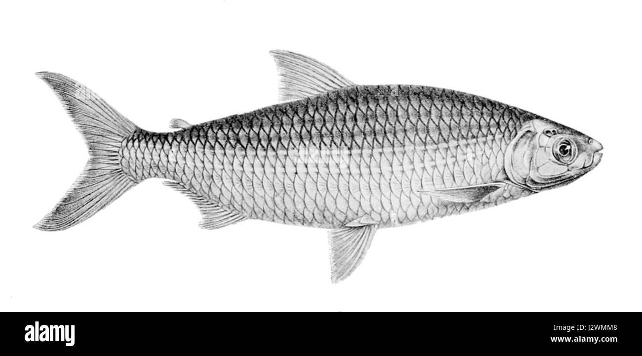 Alestes liebrechtsii est une espèce de poisson d'eau douce que l'on trouve dans les rivières d'Afrique de l'Ouest. Connu pour son corps argenté et sa forme allongée, il est un membre de la famille des Alestidae, souvent trouvé dans les eaux en mouvement rapide. Banque D'Images