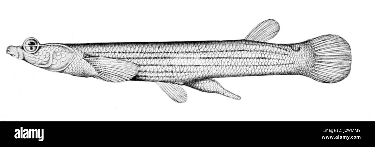 Anableps anableps, communément appelé poisson à quatre yeux, est une espèce de poisson d'eau douce que l'on trouve en Amérique centrale et en Amérique du Sud. Il est remarquable pour sa capacité unique à voir simultanément au-dessus et au-dessous de l'eau. Banque D'Images