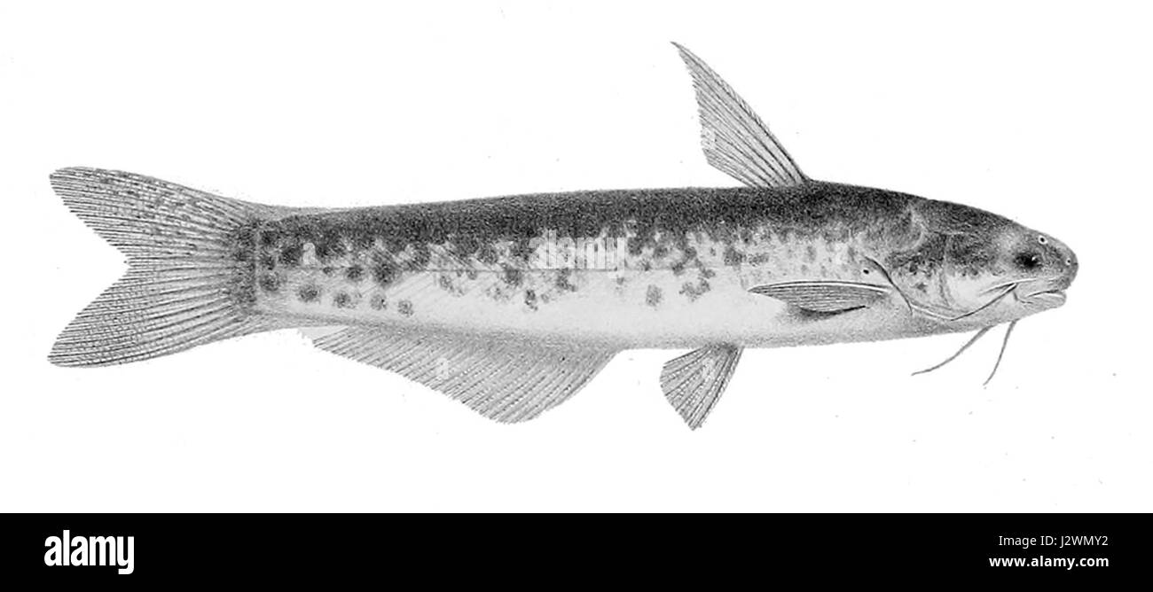 Cetopsis plumbea, communément appelé poisson-chat bleu, est une espèce de poisson d'eau douce originaire d'Amérique du Sud, particulièrement présent dans les bassins de l'Amazonie et de l'Orénoque. Banque D'Images