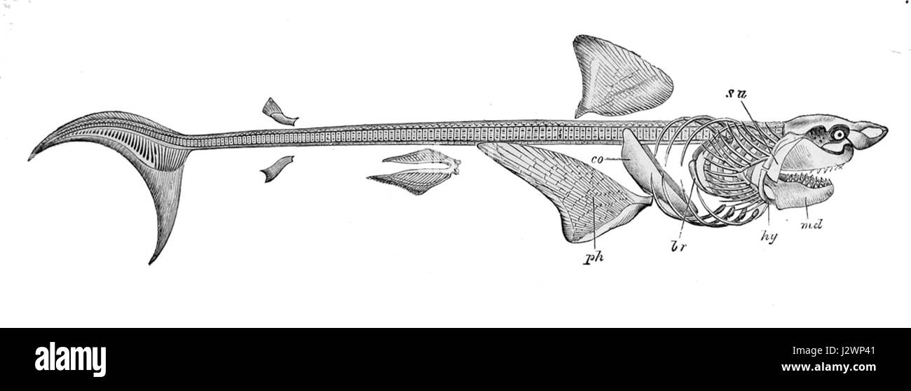 Le squelette de Carcharodon carcharias, communément appelé grand requin blanc, est un spécimen rare et scientifiquement précieux. Il fournit des informations importantes sur l'anatomie du sharkâ€ ™, offrant des informations sur sa taille, sa structure et ses adaptations en tant que prédateur apex dans les écosystèmes marins. Banque D'Images
