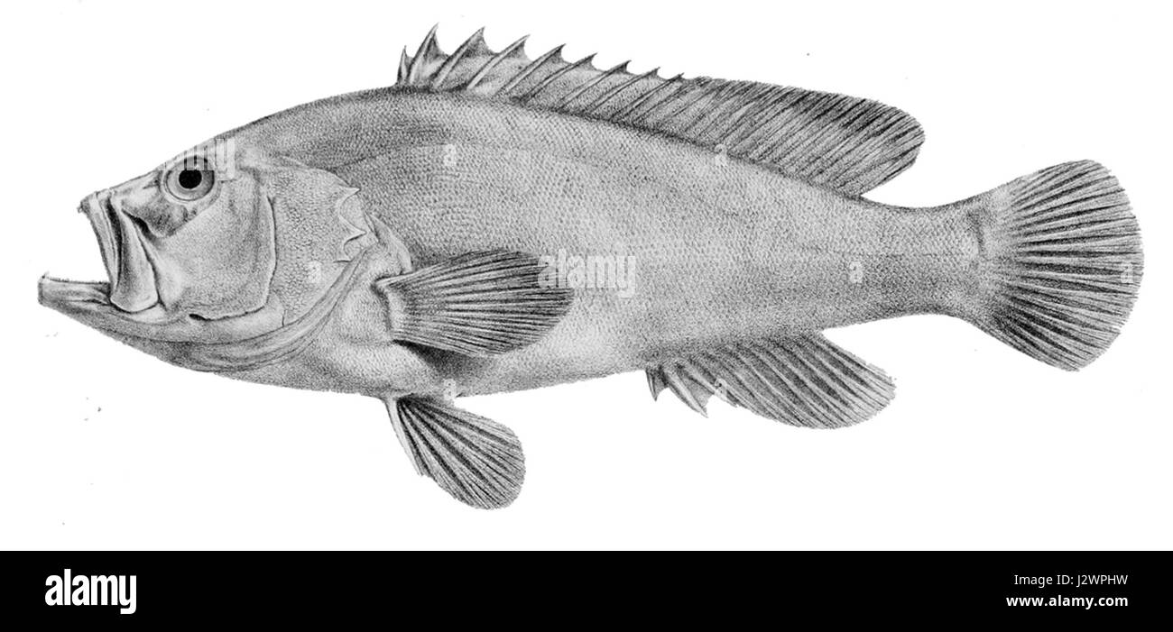 Cephalopholis urodeta est une espèce de poisson de la famille des Serranidae. Il est connu pour ses motifs de couleur distinctifs et est originaire des récifs coralliens dans la région Indo-Pacifique. Banque D'Images