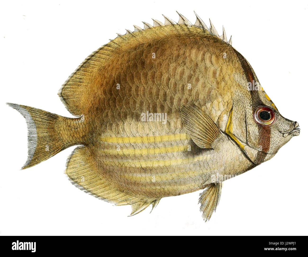 Chaetodon leucopleura est une espèce de papillons présente dans la région Indo-Pacifique. Il est connu pour son apparence frappante avec des motifs audacieux sur son corps et des couleurs vibrantes. Banque D'Images