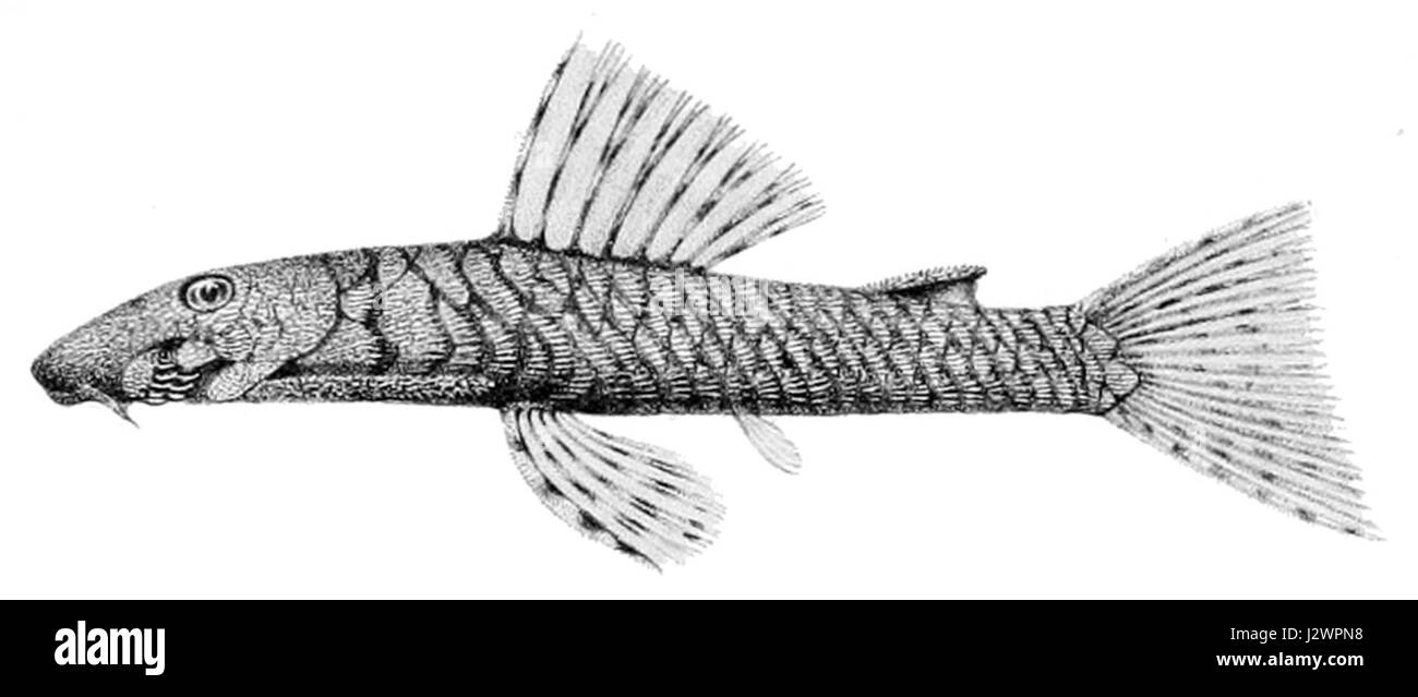 Chaetostoma marcapatae est une espèce de poisson-chat originaire d'Amérique du Sud. Il appartient à la famille des Loricariidae, communément connus pour leurs corps blindés et leurs habitudes de vie. Banque D'Images