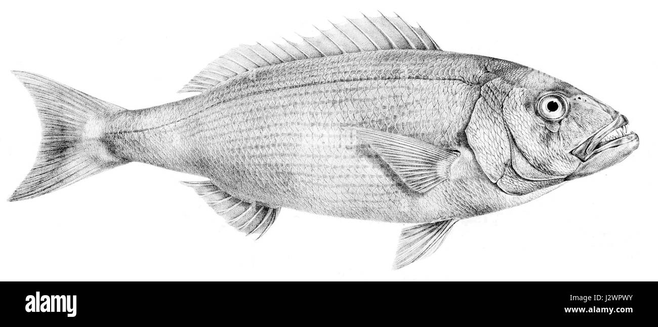 Argyrozona argyrozona, communément connu sous le nom de trévally argenté, est une espèce de poisson originaire des eaux australiennes et néo-zélandaises. Il est reconnu pour son corps argenté distinctif et est une cible populaire dans la pêche commerciale et récréative. Banque D'Images