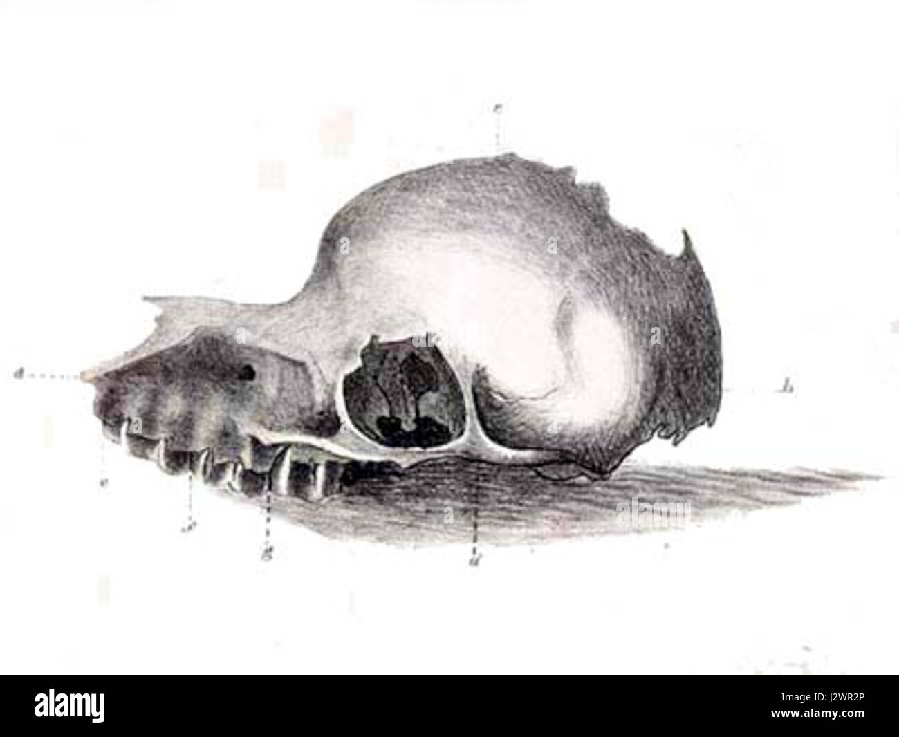 Un crâne de *bunyip* fait référence aux restes d'une créature de la mythologie aborigène australienne, souvent décrite comme un grand animal redoutable qui habiterait les marécages, les criques et les trous d'eau. L'existence du bunyip reste une partie du folklore et du mythe plutôt qu'une zoologie confirmée. Banque D'Images