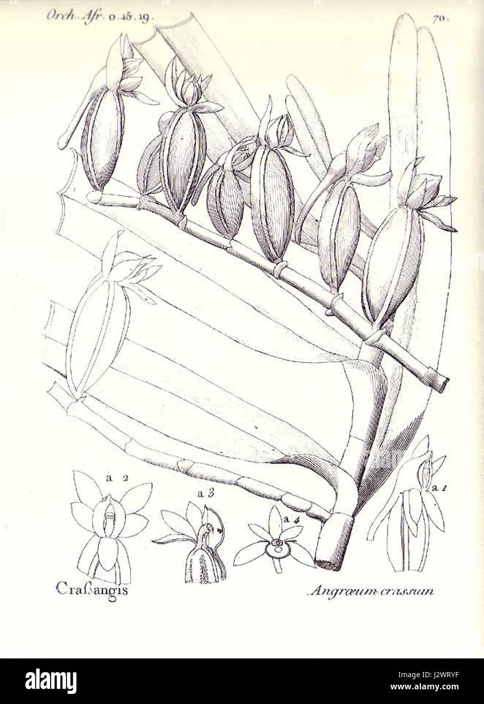 Angraecum crassum est une espèce d'orchidée originaire de Madagascar. Connu pour ses grandes fleurs distinctives, il est prisé pour sa beauté et utilisé dans l'horticulture et les études botaniques. Banque D'Images
